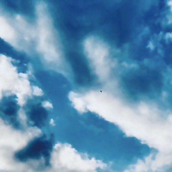 Blue bird
