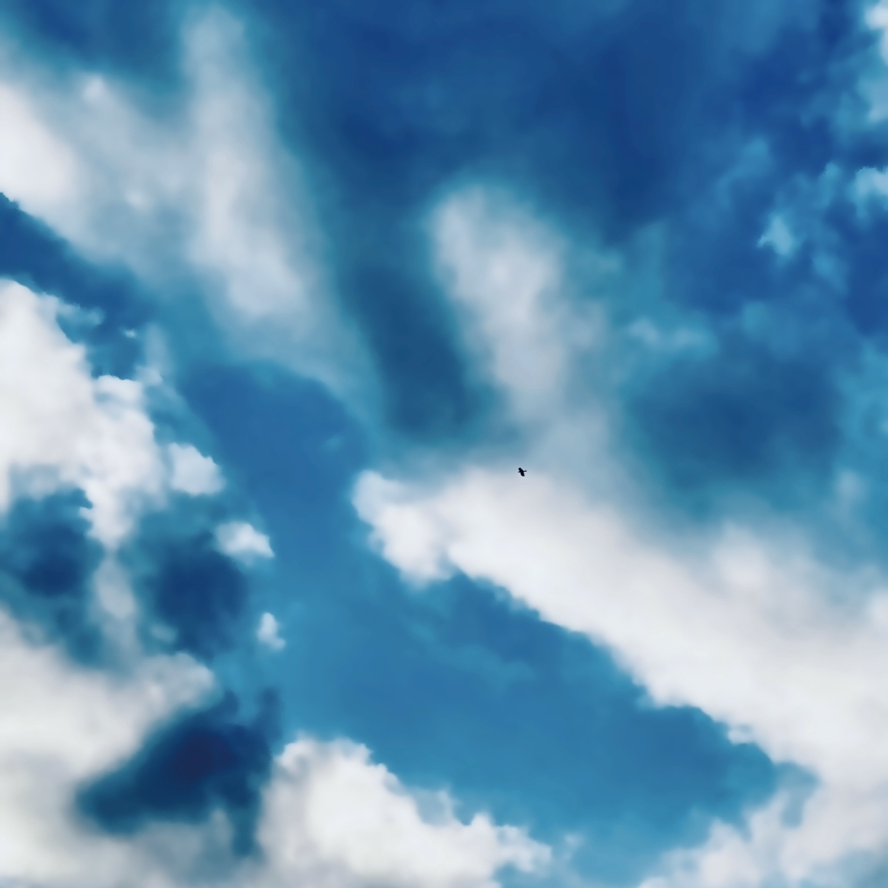 Blue bird｜雨水